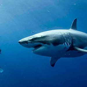 47 Meters Down