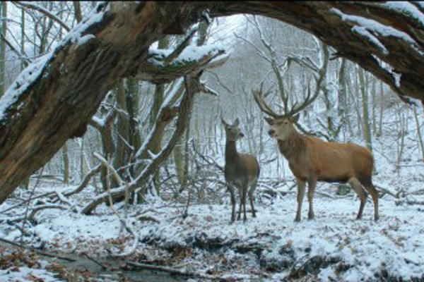 El Oso de Oro 2017 abraza en Berlín a la húngara "En cuerpo y alma"