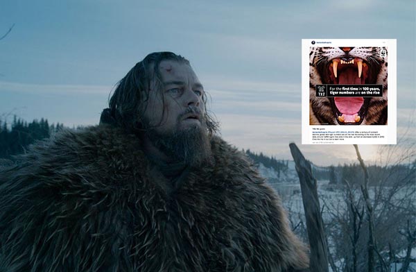 Los tigres alegran el día a Leonardo DiCaprio