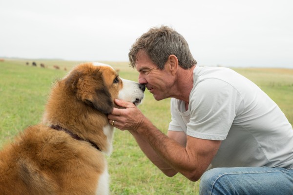 Los animalistas boicotean el film "A Dog's Purpose" por supuesto maltrato animal