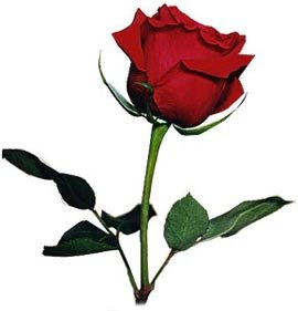 Especial San Valentín