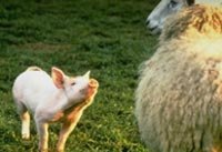 Las 100 mejores películas de animales