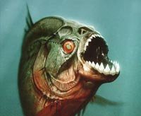 Se anuncia la secuela de Piranha 3D