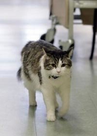 Un ilustre gato tendrá su biopic