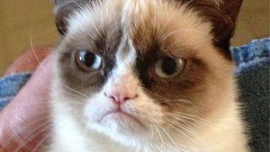 El gato gruñón de Arizona que triunfa en internet tendrá película