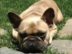 Jeremy Renner ha perdido a su perro. ¿Alguien ha visto a Hemi?