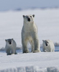 De pingüino a oso…