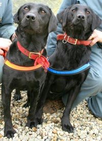Perros amenazados