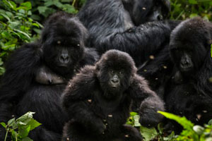 Leonardo DiCaprio se asocia con Netflix para el estreno de un documental sobre gorilas en extinción