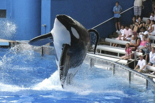 Muere Tilikum, la orca que protagonizó el documental “Blackfish”