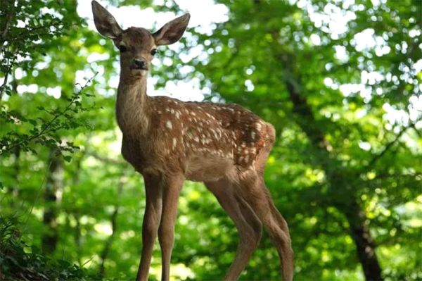 Bambi, una vida en el bosque foto crítica.