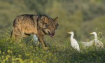 Barbacana, la huella del lobo