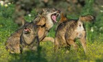 Barbacana, la huella del lobo