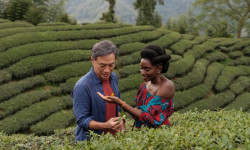 Té negro