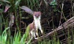 Cantábrico. Los dominios del oso pardo