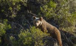 Cantábrico. Los dominios del oso pardo