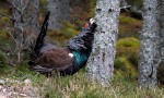 Cantábrico. Los dominios del oso pardo