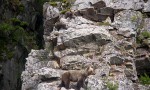 Cantábrico. Los dominios del oso pardo