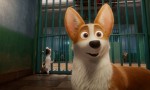 Corgi: Las mascotas de la reina
