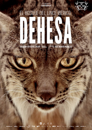 Dehesa, el bosque del lince ibérico