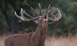 Dehesa, el bosque del lince ibérico