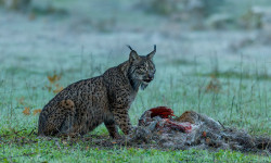 Dehesa, el bosque del lince ibérico