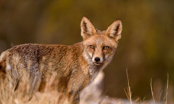 Dehesa, el bosque del lince ibérico