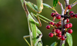 Dehesa, el bosque del lince ibérico