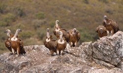 Dehesa, el bosque del lince ibérico