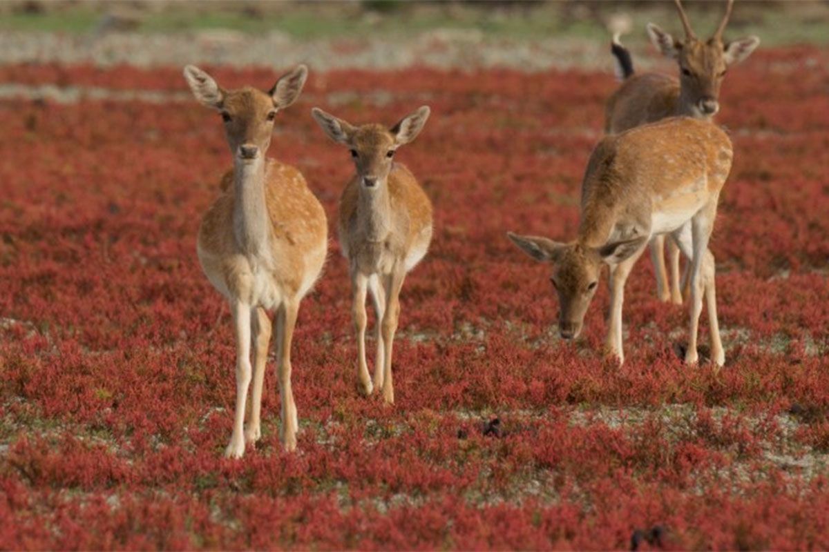 Doñana, donde el agua es sagrada foto crítica.