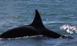 El faro de las orcas