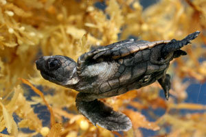 El viaje de la tortuga foto crítica.
