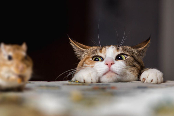 En la mente de un gato foto crítica.
