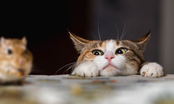 En la mente de un gato