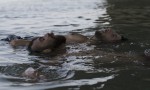 Entre dos aguas