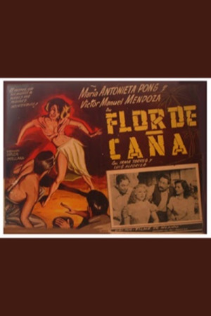 Flor de ca&ntilde;a
