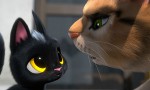 Gatos. Un viaje de vuelta a casa