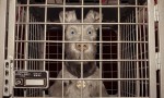 Isla de perros