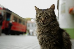 Kedi (Gatos de Estambul) foto crítica.