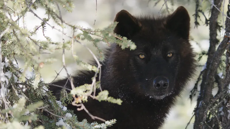 Kina & Yuk