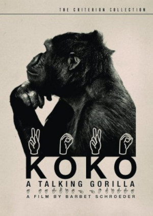 Koko, le gorille qui parle
