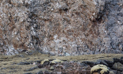 El leopardo de las nieves