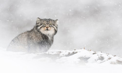 El leopardo de las nieves