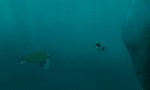 La tortuga roja