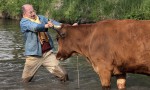 La vaca