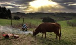 La vaca