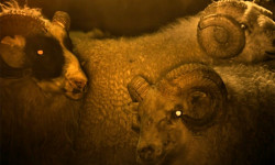 Lamb