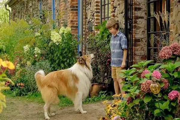 Lassie: Una nueva aventura foto crítica.