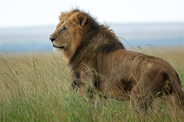León