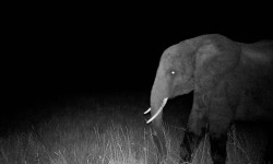 Los elefantes fantasma de Angola